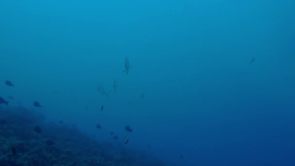 在法属波利尼西亚的水下世界里 看到鱼就像看到生命本身一样 法属波利尼西亚的水下景观是海洋的宝库 那里的鱼和珊瑚是世界上独一无二的 — 图库视频影像