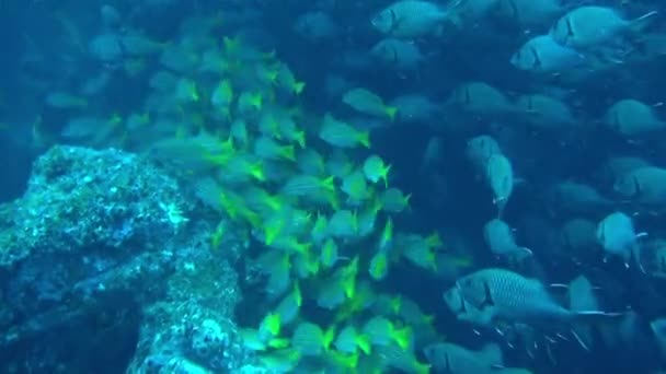 Vody Obklopující Isla Del Coco Hemžily Hejnem Drobných Stříbrných Rybiček — Stock video