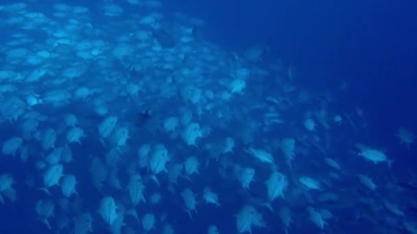 我可以看几个小时的鱼群 被它们的美丽所折服 无论你是有经验的潜水者还是初次潜水者 法属波利尼西亚都为每个人提供了一些东西 — 图库视频影像