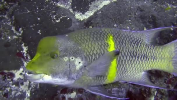Zbliżenie Podwodnych Ryb Zbierających Się Pobliżu Społeczności Koralowców Isla Del — Wideo stockowe