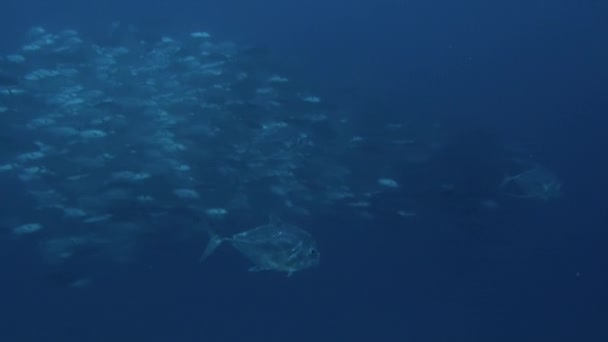 Szkoła Ryb Pod Wodą Jest Hipnotyzującym Widokiem Polinezja Francuska Jest — Wideo stockowe