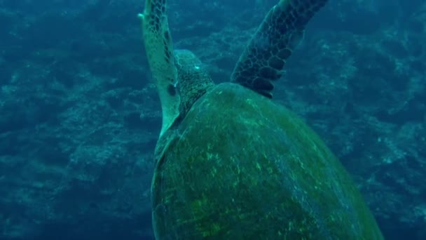 海龟在海底的德拉 德尔科科岛上的水下特写 成群的鱼以协调一致的队形移动 而螃蟹则在沙滩上奔跑以寻找食物 — 图库视频影像