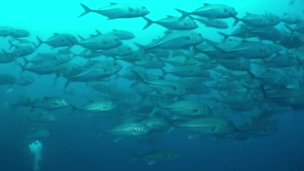 Школа Ярких Рыб Попугаев Кусала Кораллы Мелководье Острова Коко Сегодня — стоковое видео
