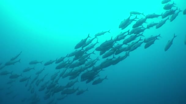 School Fish Scales Glinting Sunlight Isla Del Coco Conservation Efforts — Stock Video