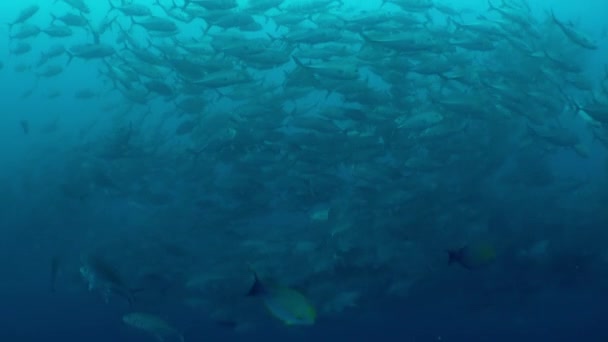 魚の学校は私たちを慎重にイスラ ココの水中世界丸みを帯びた 遠く離れた場所にあるにもかかわらず Isla Del Cocoは依然として人間活動によって脅威を受けています — ストック動画