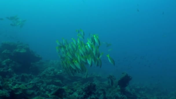 Школа Риб Витончено Вкрита Нами Яскравими Кольорами Ізоляція Островів Від — стокове відео
