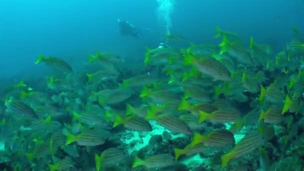 Isla Del Coco Altında Görülebilen Çeşitli Balıklarıyla Ünlüdür Koruma Alanı — Stok video