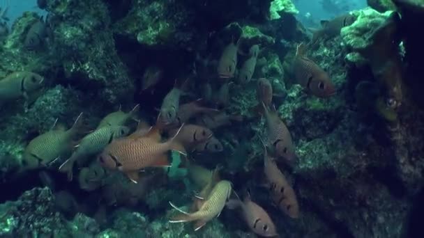 Prachtig Onderwater Zicht Kleurrijke Vissen Koralen Isla Del Coco Aquatische — Stockvideo
