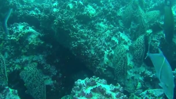Okyanusun Derinliklerine Daldığımızda Büyük Ton Balığı Sürüsü Coco Adası Nda — Stok video