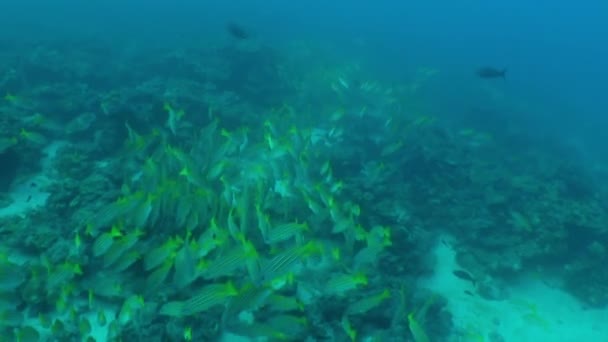 Scuola Pesce Nuotato Tranquillamente Passato Noi Loro Colori Audaci Negli — Video Stock