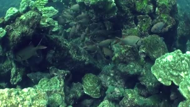Splendida Esposizione Pesci Tropicali Coralli Nelle Acque Dell Isla Del — Video Stock