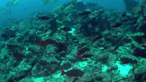 Onder Water Vissen Isla Del Coco Zijn Echt Adembenemend Het — Stockvideo