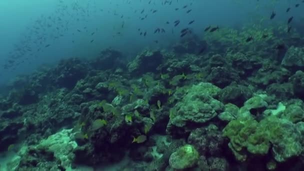 尽情欣赏德拉 德尔科科岛上令人叹为观止的鱼类和珊瑚美景 除了惊人的海洋生物多样性外 科科科岛的水下地形也同样吸引人 — 图库视频影像