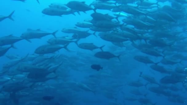 Kolem Nás Proplula Hejna Barevných Ryb Když Jsme Plavali Vodách — Stock video