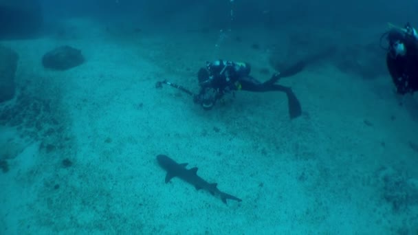 2018年1月4日 イスラ ココでカメラとサメを水中で見るダイバーの美しい景色 さらに 人間の行動は海洋生物に重大なリスクをもたらす可能性もある — ストック動画