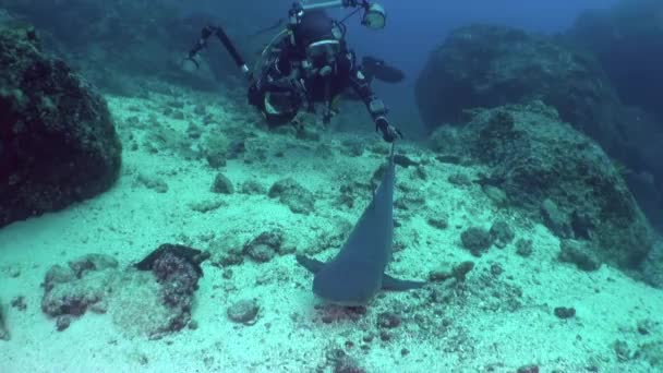 イスラ 2018年1月4日 イスラ ココでのダイバーとサメの水中の美しい景色 しかし 水中世界だけでなく 美しい場所だけでなく 危険なものです — ストック動画