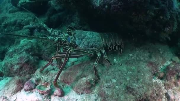 イソラ ココの水中できれいな水でロブスターのクローズアップ 海底には カニやロブスターなどの甲殻類が食料を求めて這い回っています — ストック動画