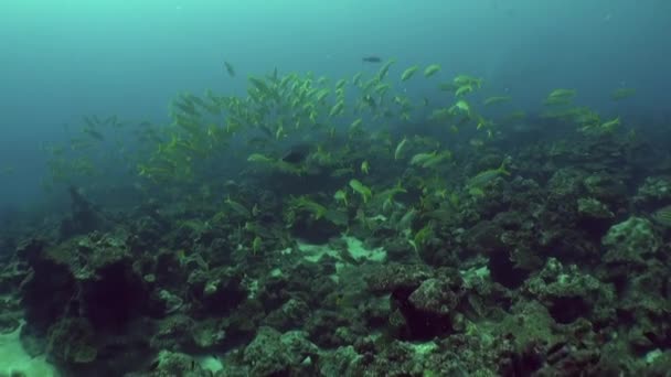 德尔科科岛上的水下世界展示了鱼群和珊瑚群的万花筒 岛屿水下领域最独特的一个方面是深海生物的出现 而其他地方很少见 — 图库视频影像