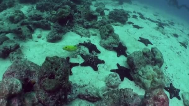 Havsstjärnor Och Fisk Vattnet Närbild Isla Del Coco Botten Riket — Stockvideo