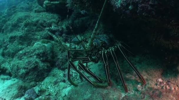 Lobster Close Bawah Air Isla Del Coco Turun Kedalaman Salah — Stok Video