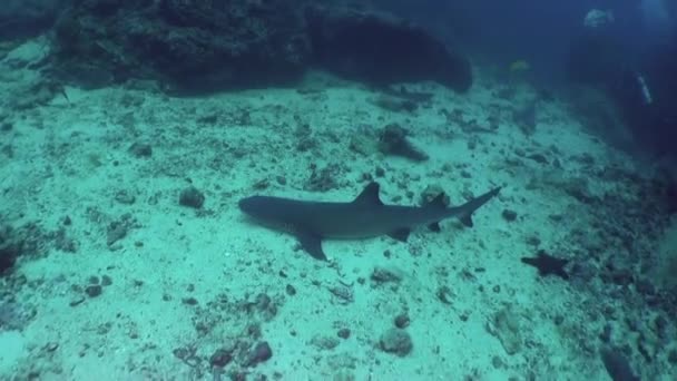 Tubarões Recife Perto Isla Del Coco Perto Fundo Estes Ecossistemas — Vídeo de Stock