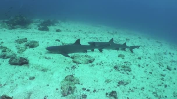 アイラ ココの海で泳いでいるサンゴ礁のサメのグループ サンゴ礁のサメは頂点捕食者であり 生態系の食物連鎖の頂点にいることを意味します — ストック動画