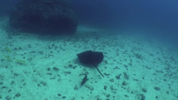 Stingray Subaquático Isla Del Coco Perto Fundo Actividades Humanas Como — Vídeo de Stock