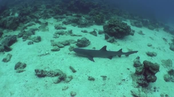 底のIsla Del Cocoで水中でのサメの接近 海の床の色やパターンは息をのむような光景であり それに生息する住民は本当に素晴らしいです — ストック動画