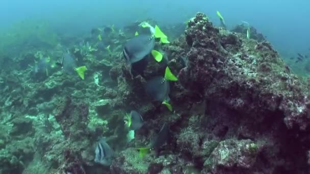Congregação Peixes Perto Recife Coral Águas Isla Del Coco Como — Vídeo de Stock