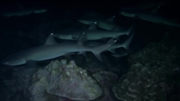 看着一群珊瑚礁鲨在科科科岛附近的水域里捕猎尽管有令人生畏的名声 但珊瑚礁鲨实际上非常害羞 除非受到挑衅 否则一般都会避开人类 — 图库视频影像
