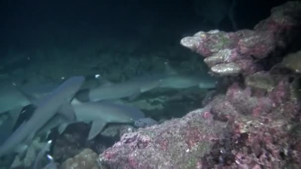 Subaquático Nadar Perto Com Maço Tubarões Recifais Isla Del Coco — Vídeo de Stock