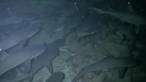 Подивіться Крупним Планом Захоплюючу Групу Рифових Акул Айла Дель Коко — стокове відео