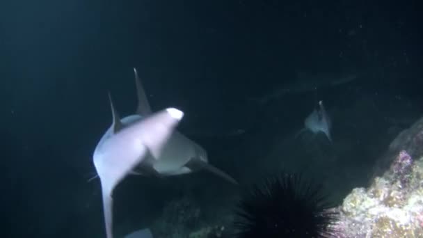 Isla Del Coco Daki Resif Köpekbalıklarının Sualtı Görüntüleri Yüzeyin Altına — Stok video