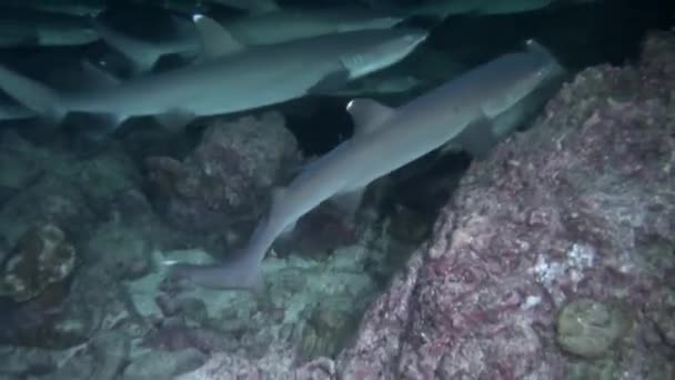 งเกตการเคล อนไหวทางส งคมท อนของฉลามแนวปะการ งแพ คใกล ยงในอ สลาเดลโคโค พวกเขาม กจะโดดเด — วีดีโอสต็อก