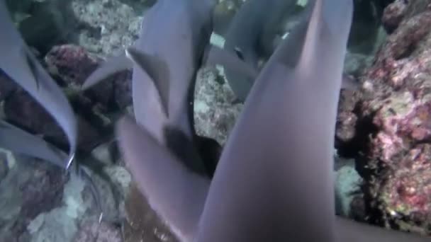 Spannende Ervaring Met Romprifhaaien Die Van Dichtbij Zwemmen Isla Del — Stockvideo