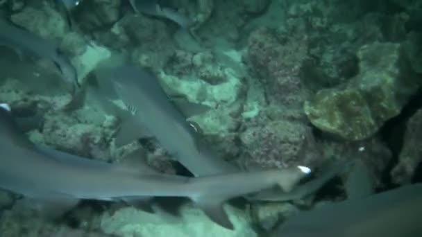 Przyjrzyj Się Bliżej Unikalnym Oznakowaniom Stada Rekinów Rafowych Isla Del — Wideo stockowe