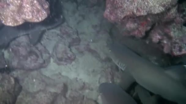 Observe Pack Reef Sharks Close Natural Habitat Isla Del Coco — Stock Video