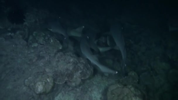 Potápění Smečkou Žraloků Útesových Blízko Vodách Isla Del Coco Mnoho — Stock video
