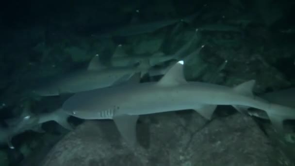 Rencontre Déchirante Avec Une Meute Requins Récifs Isla Del Coco — Video