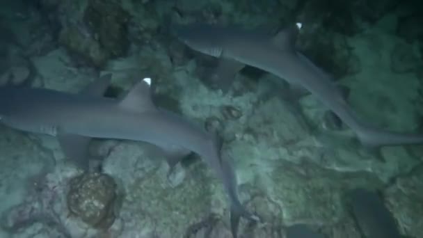アイラ ココの海でのサンゴ礁のサメのパックのサイズのクローズアップビュー 保護活動を継続することで これらのサメが自然生息地で繁栄し続けることを保証できます — ストック動画
