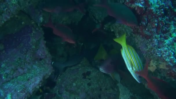 在德尔科科科岛珊瑚水底附近的浅滩鱼和鲨鱼游动 海洋的声音本身就是交响乐 从海浪的轻柔摇曳到座头鲸的令人难以忘怀的歌声 — 图库视频影像