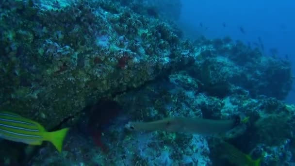 イスラ ココの透き通った海でサンゴの近くの会社の魚 深く暗い深さは危険なことがあり 多くの生き物はこの過酷な環境で生き残るために進化しました — ストック動画