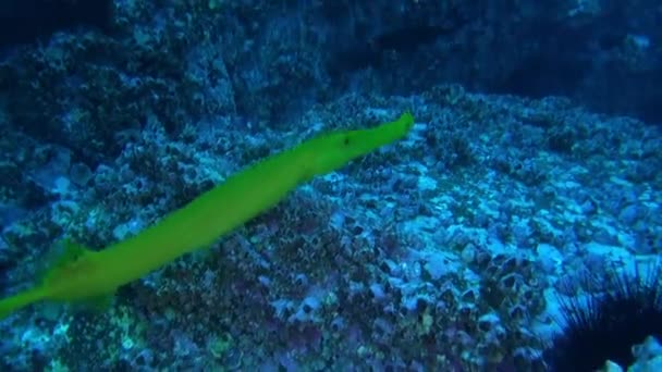 Pesci Che Riuniscono Intorno Alla Struttura Corallina Isla Del Coco — Video Stock