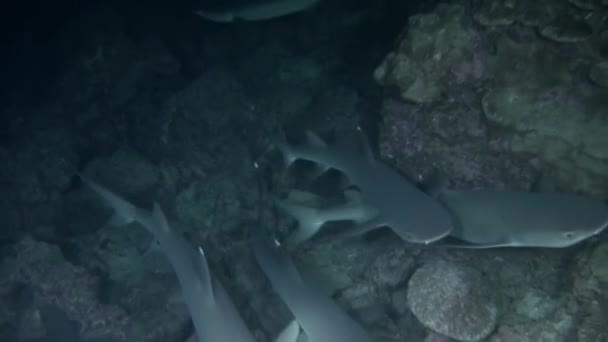 Een Groep Rifhaaien Onder Water Zwemmen Moeiteloos Van Dichtbij Isla — Stockvideo