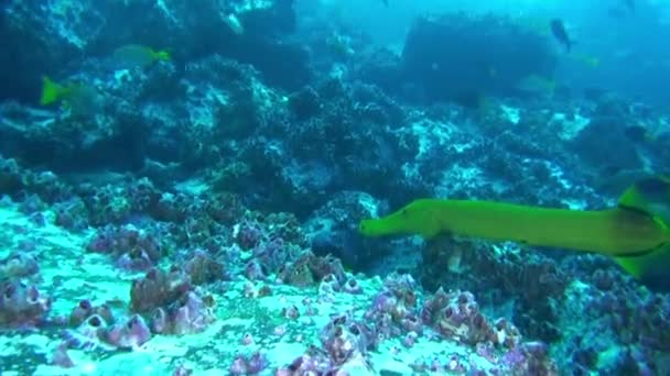 靠近珊瑚礁的带鱼在德尔科科岛美丽的海洋生物附近游动 重要的是以尊重和谨慎的态度对待海洋 并时刻牢记 — 图库视频影像