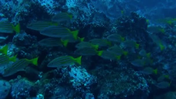 Isla Del Coco Sualtı Cennetinde Mercan Resifinde Yüzen Tayfa Balıkları — Stok video