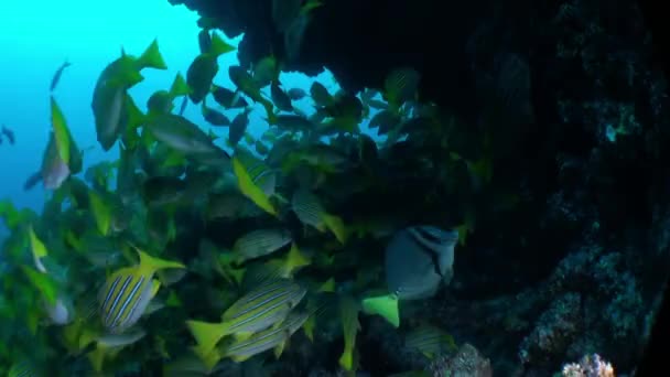 Flock Ψάρια Που Κολυμπούν Κοντά Στο Κοράλλι Όμορφο Υποβρύχιο Κόσμο — Αρχείο Βίντεο