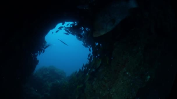 Troep Vissen Zwemmen Rond Koraal Een Prachtige Oceanische Omgeving Isla — Stockvideo
