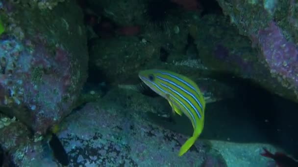 Fish Morena Nadan Las Proximidades Coral Bajo Agua Isla Del — Vídeo de stock