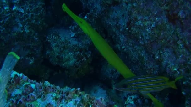 Fische Schwimmen Der Nähe Von Korallenriffen Isla Del Coco Diese — Stockvideo